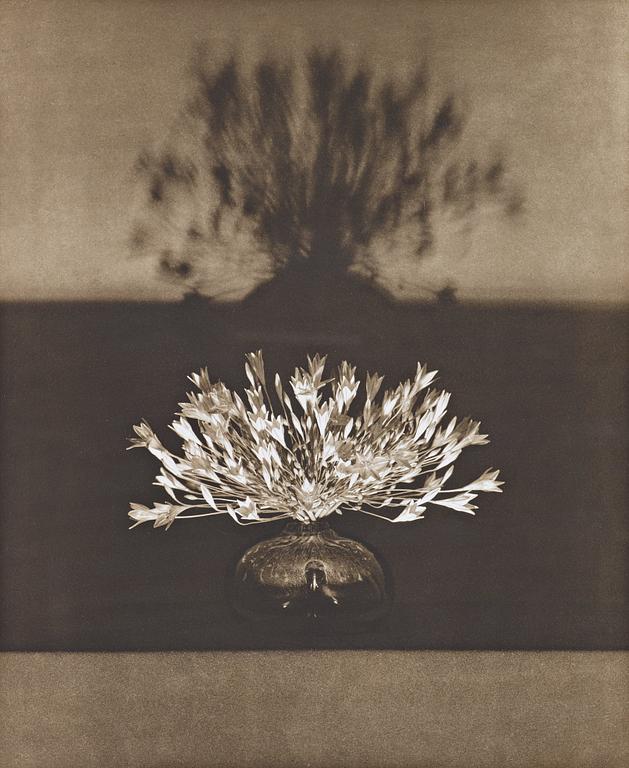 Robert Mapplethorpe, "Vase of crocuses from the Flowers series", 1983.