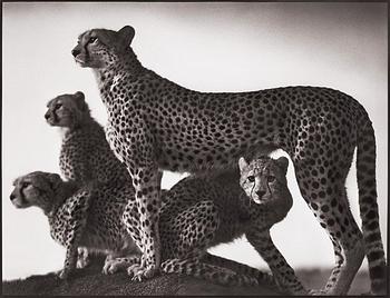 299. Nick Brandt, "Cheetah and Cubs, Masai Mara, 2003".