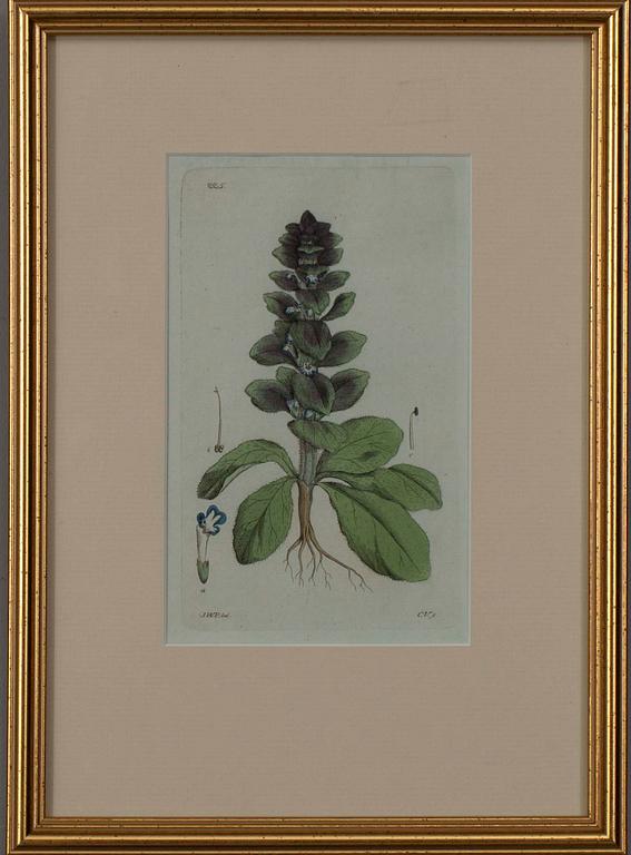 JOHAN WILHELM PALMSTRUCH, 4 st, handkolorerade kopparstick, 1800-talets början.