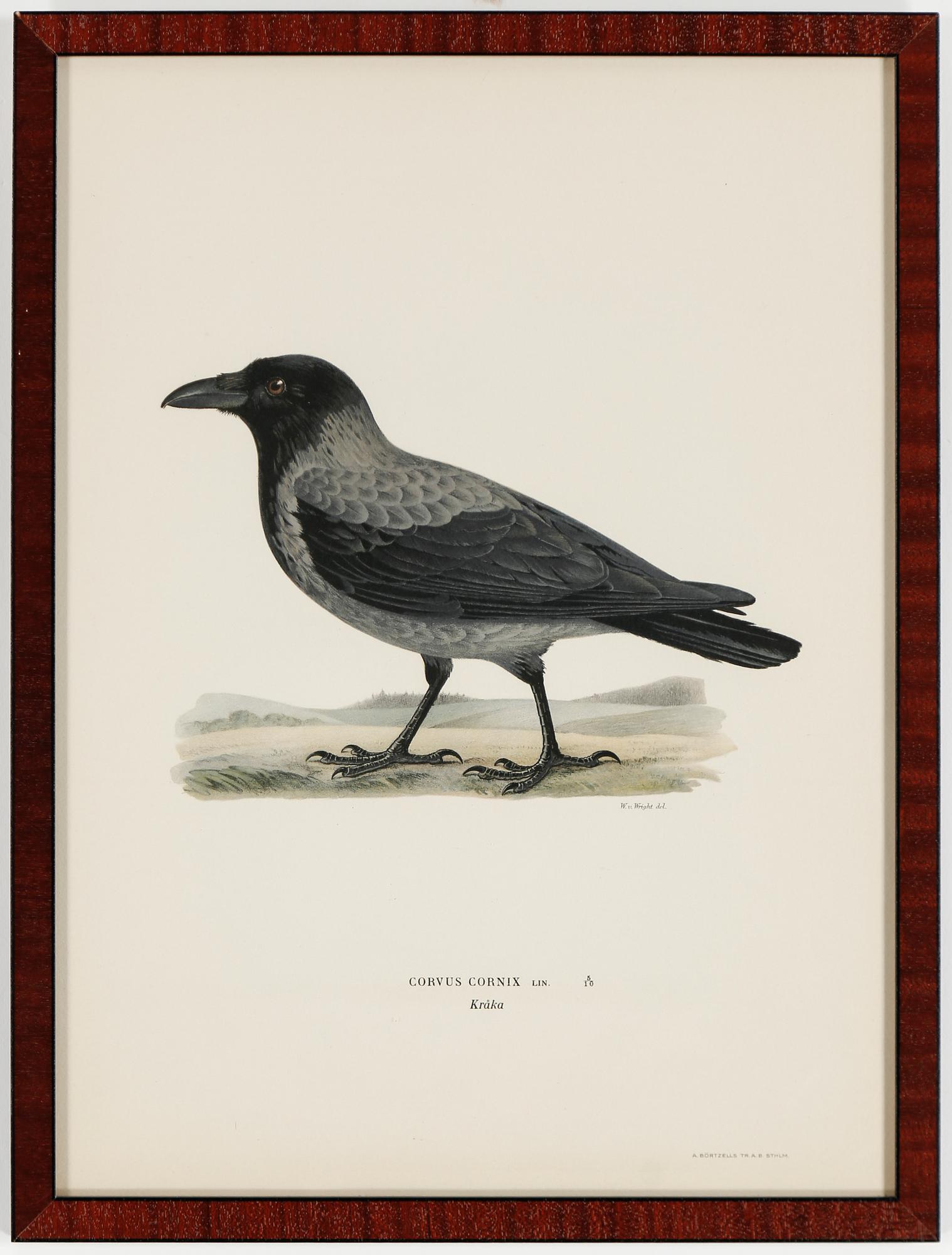 LITOGRAFIER, 15 stycken, ur "Svenska fåglar", Magnus och Wilhelm von Wright, A Börtzells, 1900-talets första hälft.