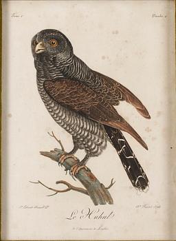 685. Claude Fessard, Ugglor ("Le Huhul";"Le Chou cou hou""), ur: "Histoire naturelle des oiseaux d'Afrique" (Francois Levaillant).