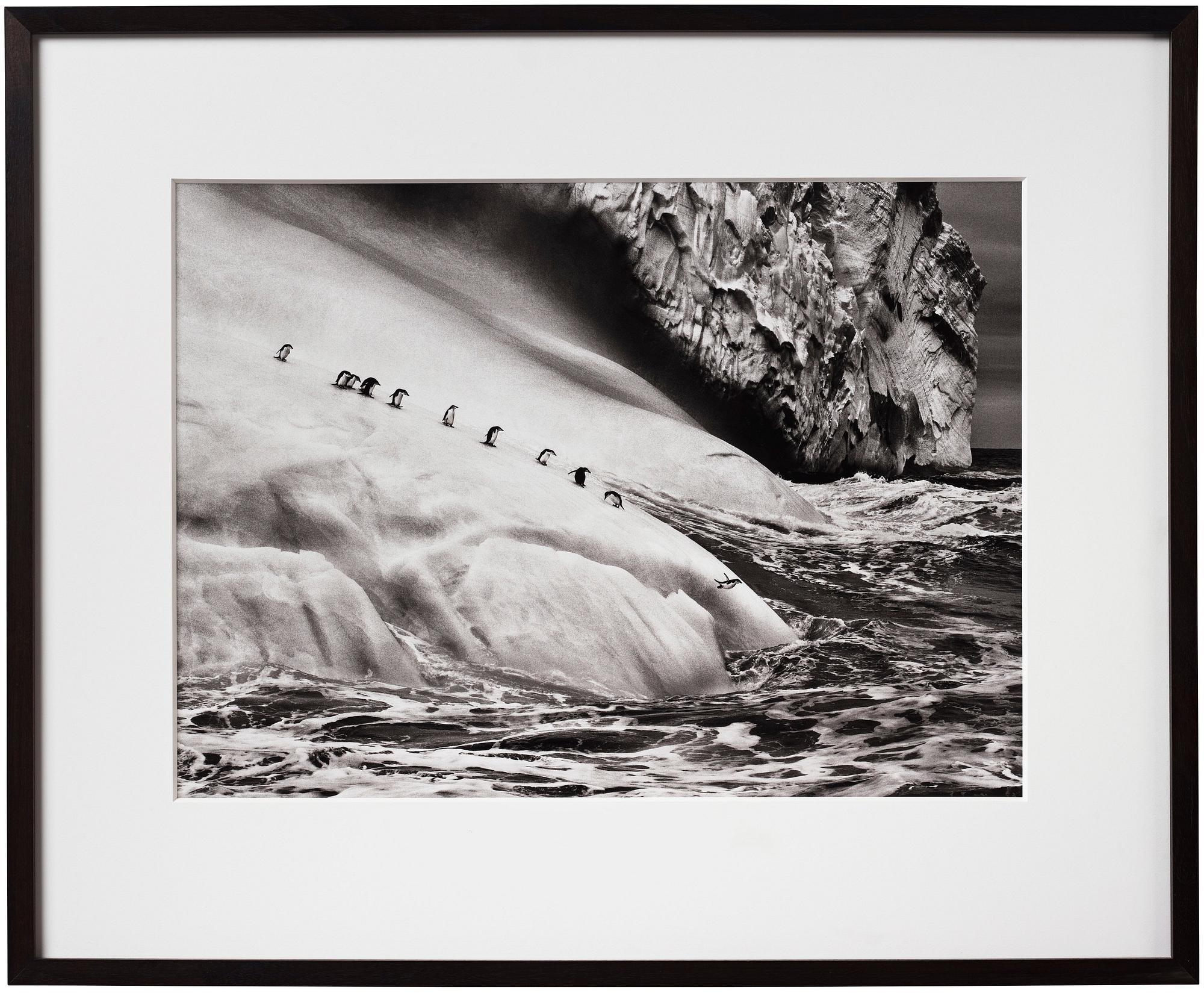 Sebastião Salgado, "Chinstrap Penguins, South Sandwich Island", 2009.