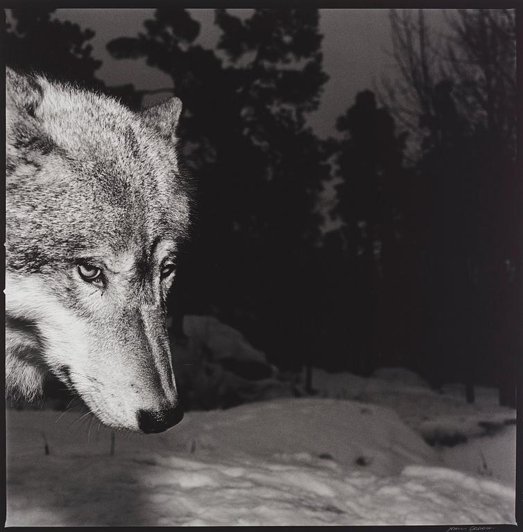 Hans Gedda, "Wolves", 2002.
