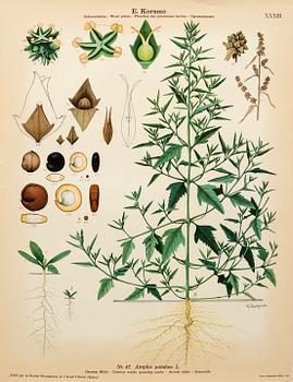 Emil Korsmo, 29 lithographic weed plates.