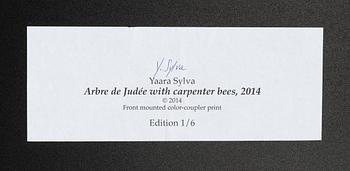 Yaara Sylva, "Arbre de Judé with carpenter bees".
