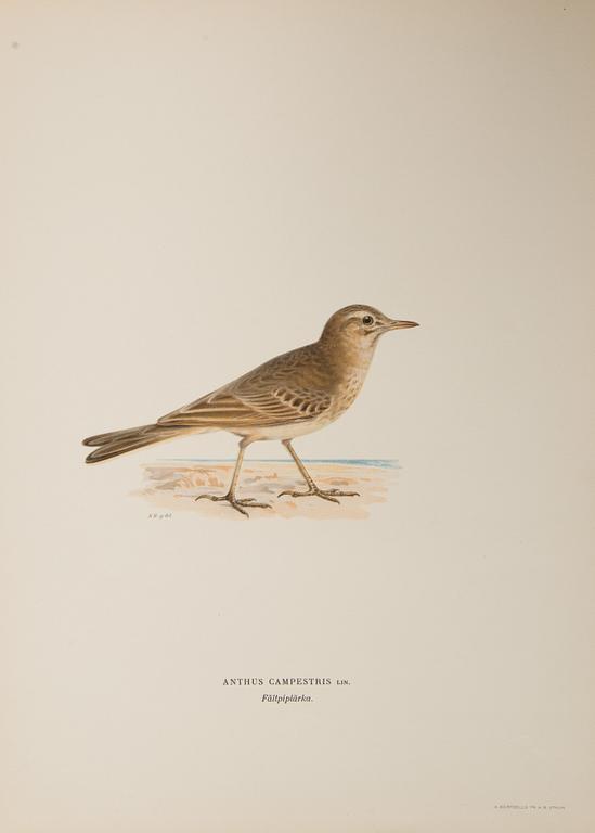 Lithographic prints from M and W von Wrights book "Svenska fåglar", printed at A. Börtzells in Stockholm, 20th century.