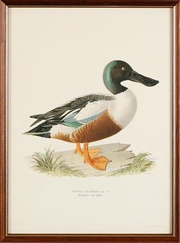 LITOGRAFISKA TRYCK, 13 st, ur von Wrights "Svenska fåglar", A. Börtzells, Stockholm.