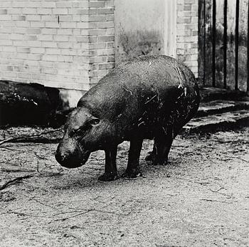 Per Maning, "Dvergflodhest, Aalborg, 1991".