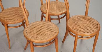 STOLAR, 4 st, Thonet, 1900-tal.