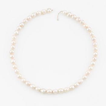 A necklace of cultured pearls without a clasp.