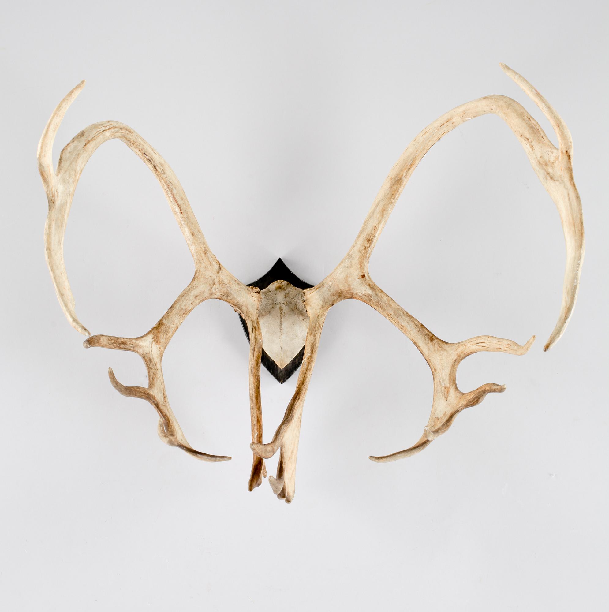 JAKTTROFÈ, vildren.