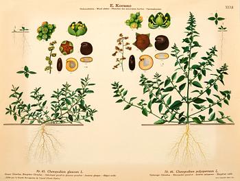 Emil Korsmo, 29 lithographic weed plates.