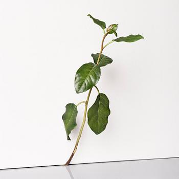 Tony Matelli, "Weed #424".