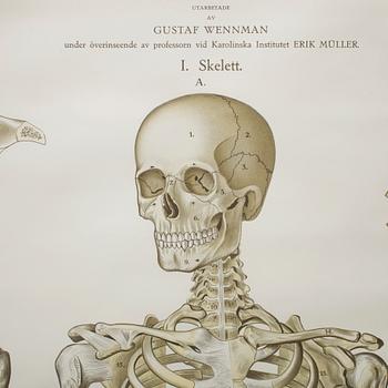 SKOLPLANSCH, "Skelett", Gustaf Wennman, utgiven av P.A Norstedt & Söners förlag Stockholm, 1900-talets första hälft.