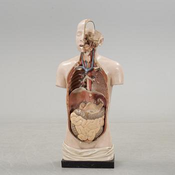 An anatomical model by Franz Jos. Steger, Leipzig, mid 20th century.