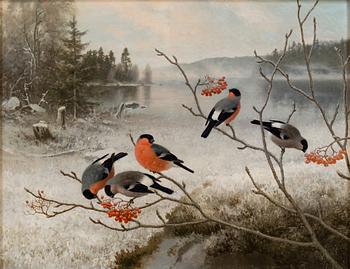 FERDINAND VON WRIGHT, BULLFINCHES IN WINTER LANDSCAPE.