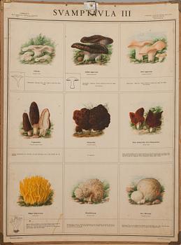 SKOLPLANSCHER, 4 st, "Svamptavla I-IV". Bengtsons Lit. AB. Sthlm 1935.