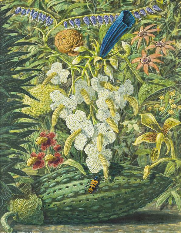 Karl Axel Pehrson, "Strangalia Cyanicolis".