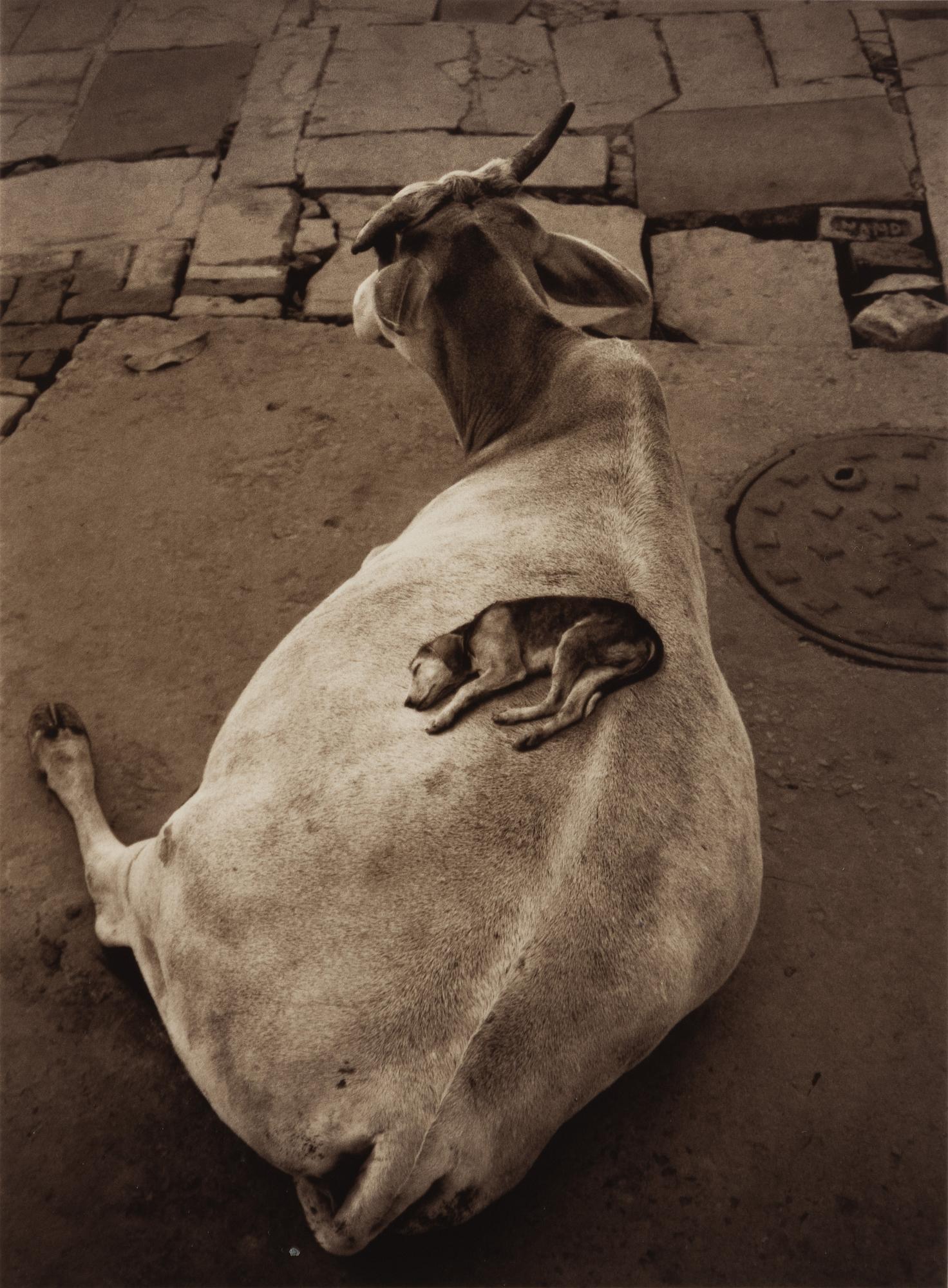 Pentti Sammallahti, "Varanasi, 1999".