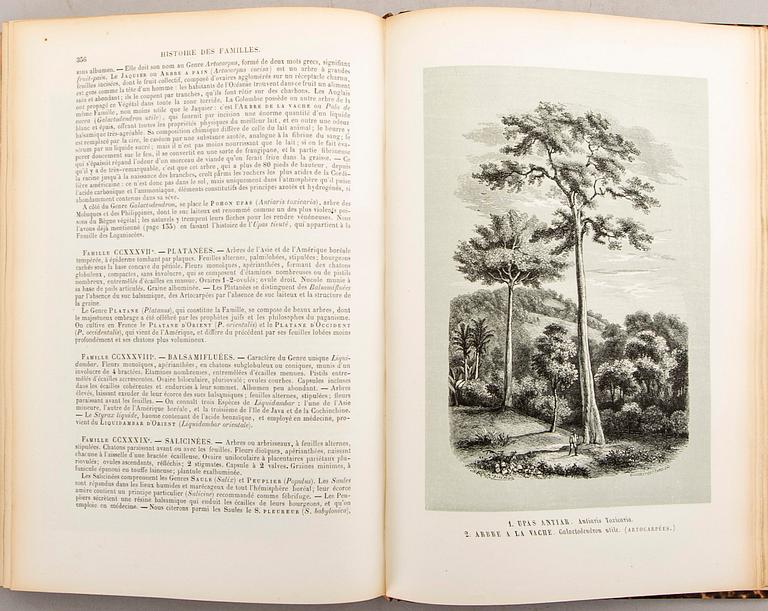 Emmanuel Le Maout, book 'Botanique. Organographie... Histoire naturalle', Paris 1855.