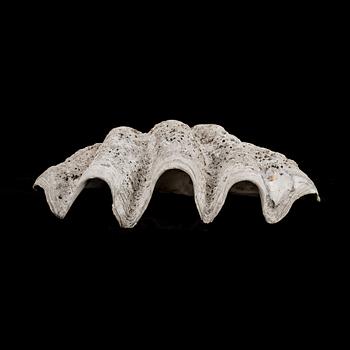 MUSSLA, fossil.