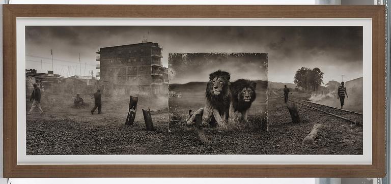Nick Brandt, "Railway Line With Lion Brothers", 2015.
