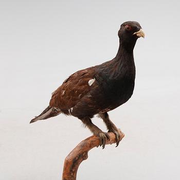 TAXIDERMI, 1900-tal.