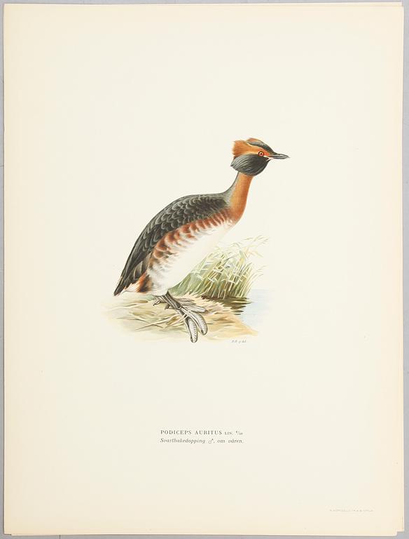 LITOGRAFISKA TRYCK, ca 30 st, ur M och W von Wright, Svenska fåglar.