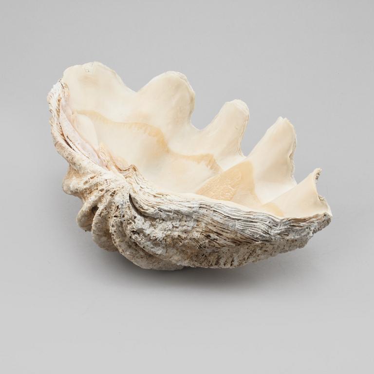 FOSSIL, mussla.