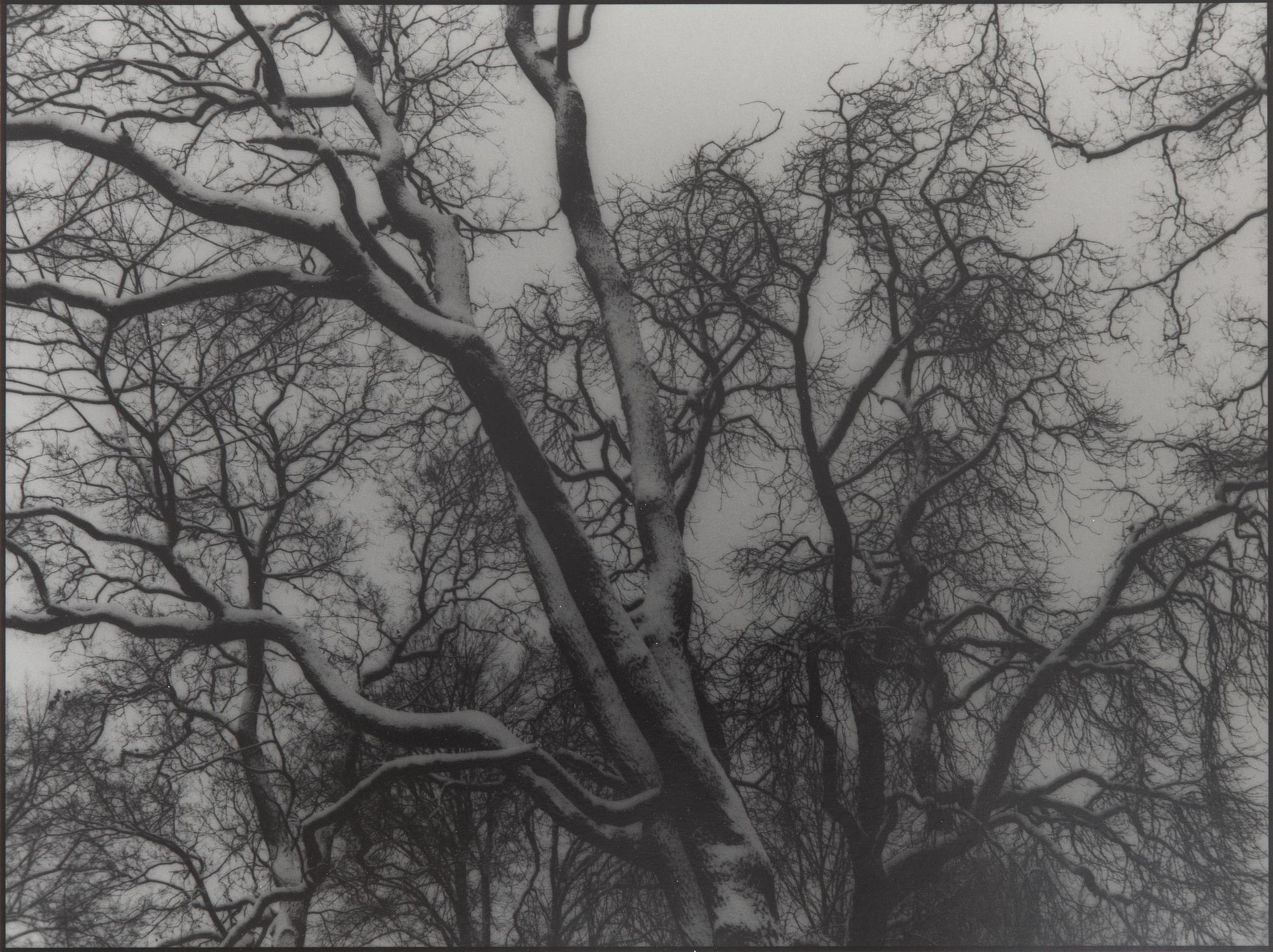 Kenneth Gustavsson,  "Utan titel (träd)", 1985.
