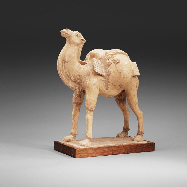 A yellow glazed figure of a camel, Tang dynasty (608-906).