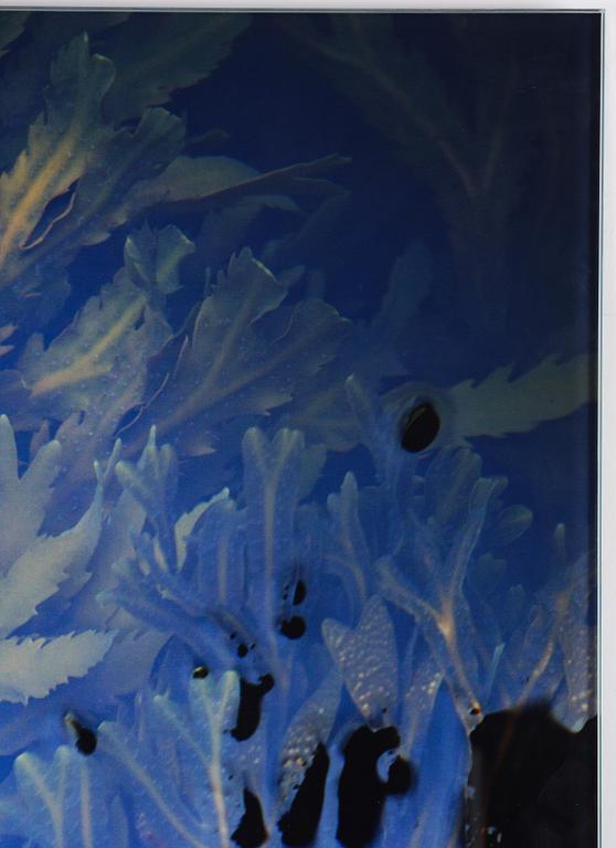 Lena Koller, "Tång", 2013.