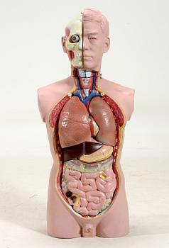 ANATOMIMODELL/DOCKA, konstmaterial.