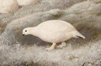 Ferdinand von Wright, Ptarmigans.