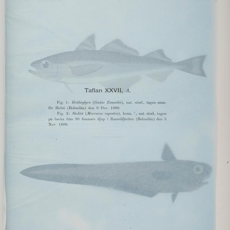 F.A.SMITT, 2 vol, Skandinaviens fiskar målade af W. von Wright, Taflor, Stockholm 1892-95.