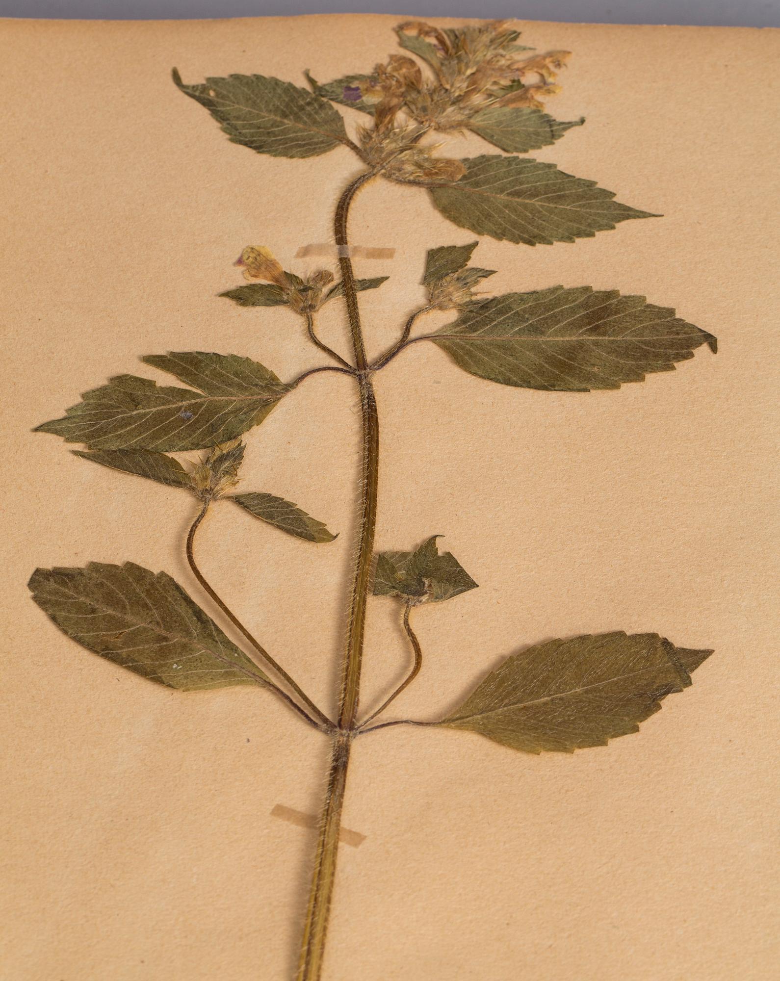 HERBARIUM. 1920-tal.