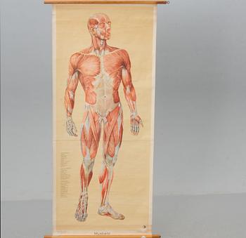 ANATOMISK PLANSCH, Anker Johanessen Kobenhavn, 1900-talets första hälft.