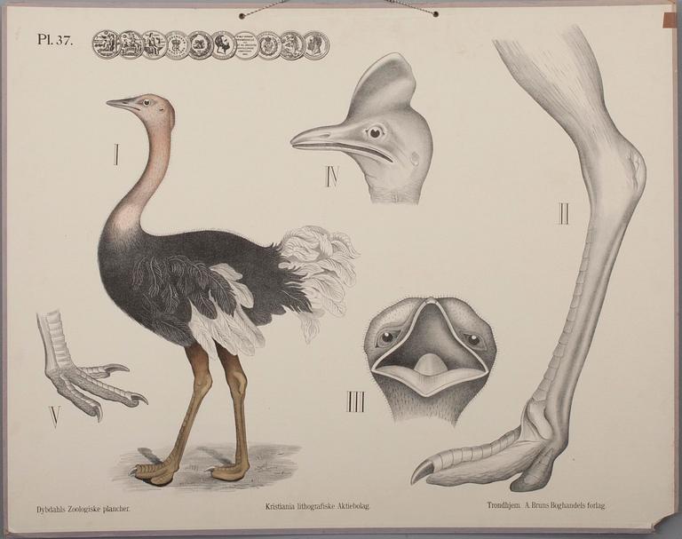 SKOLPLANSCHER, 6 st, litografi, Dybdahls zoologiske plancher. Thon & Co, Oslo samt F. Tilgmann, Helsingfors 1912.