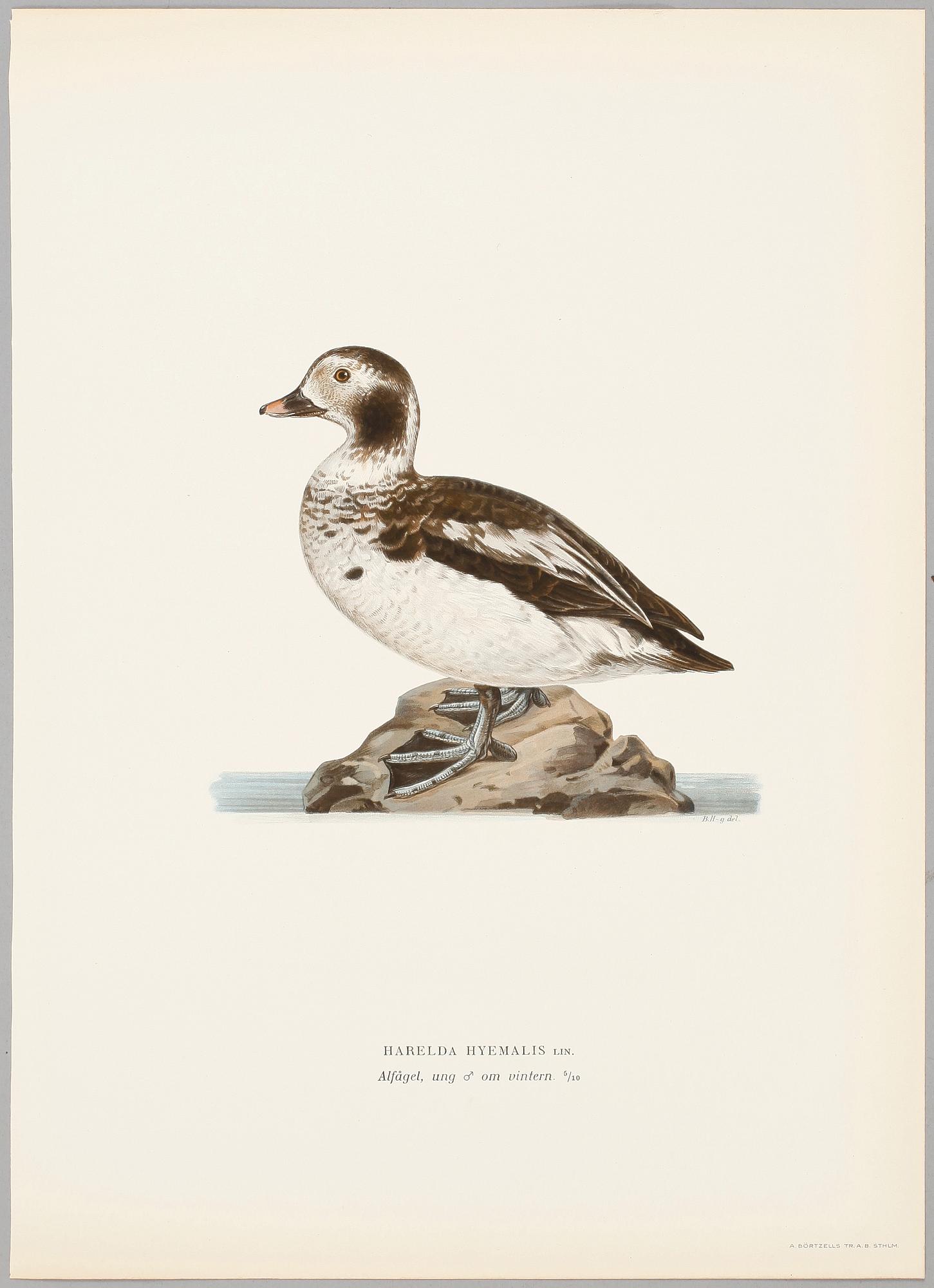 LITOGRAFISKA TRYCK, 124 st, ur von Wrights "Svenska fåglar", 1920-tal.