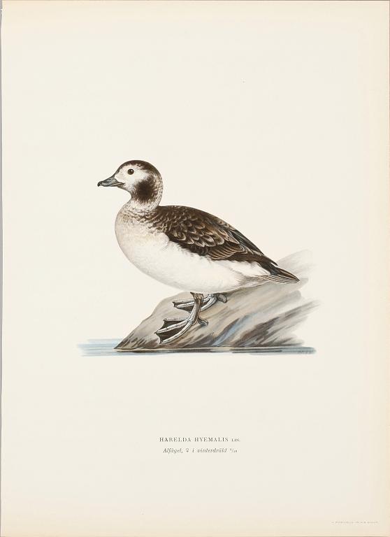 LITOGRAFISKA TRYCK, 124 st, ur von Wrights "Svenska fåglar", 1920-tal.