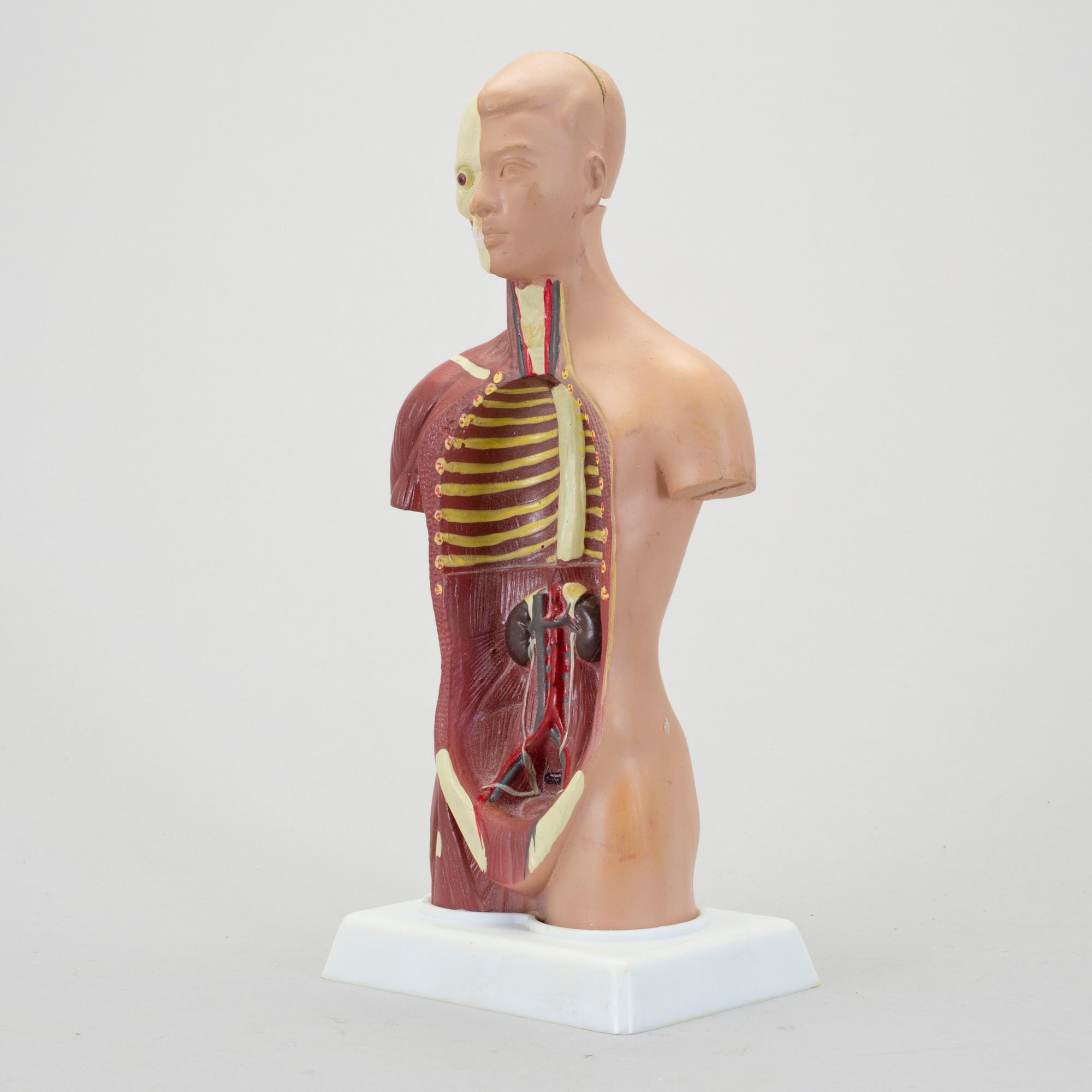 ANATOMISK MODELL, 1900-talet senare del.