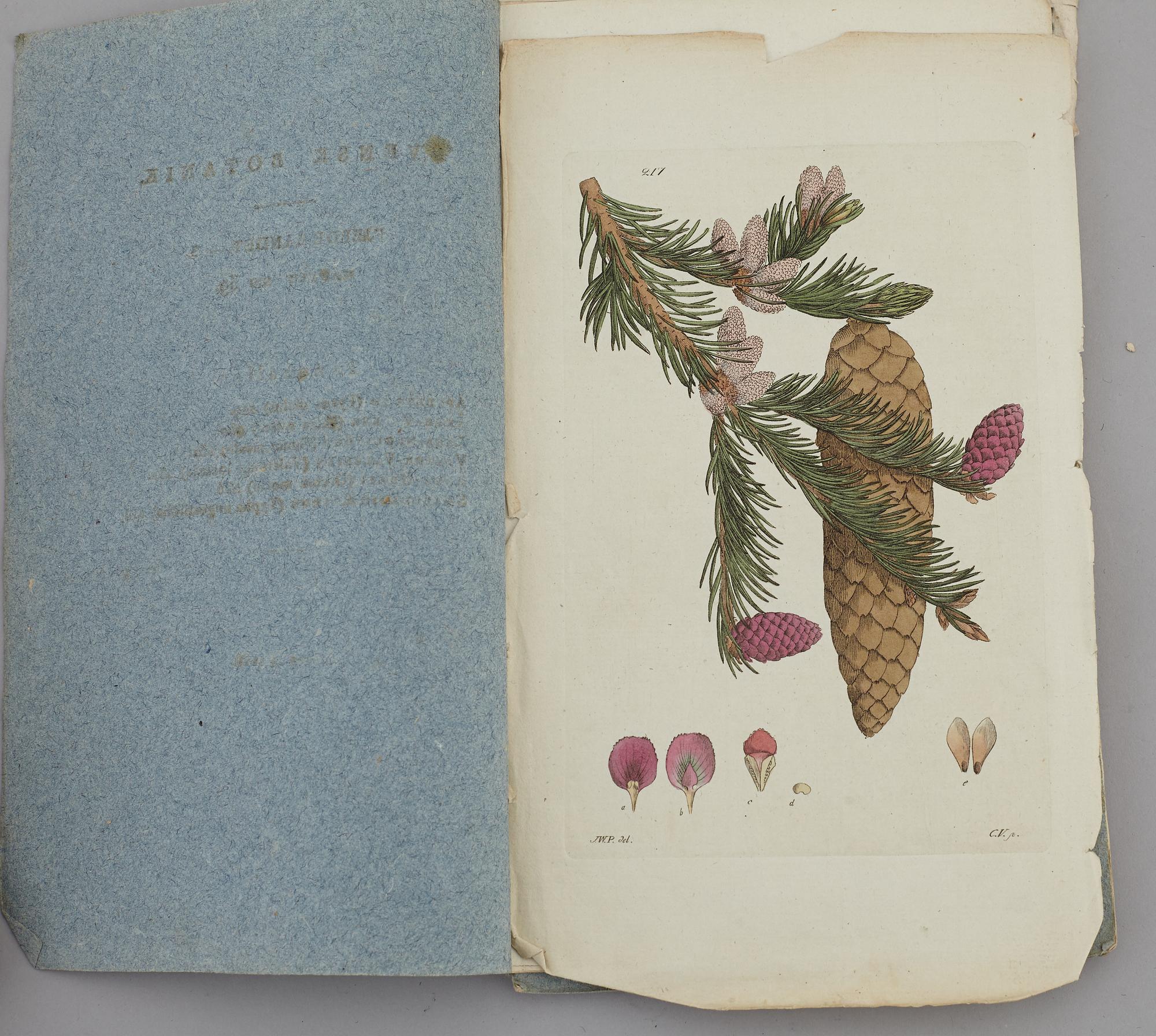 JOHAN WILHELM PALMSTRUCH, "Svensk Botanik, vol I-V. 1803-1805.