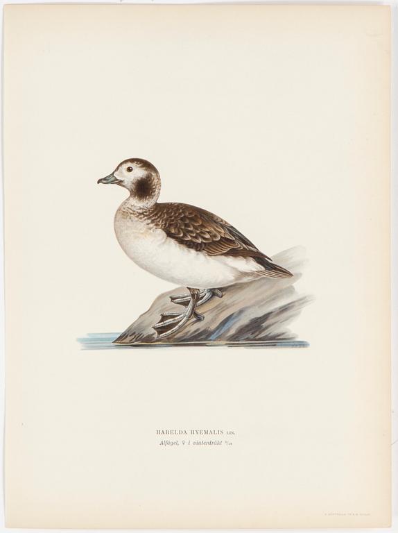 LITOGRAFISKA TRYCK, 40 st, ur M och W von Wrights "Svenska fåglar", A. Börtzells, Stockholm, 1917-29.