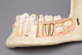 ANATOMISKA MODELLER, 2 st. 1900-tal.