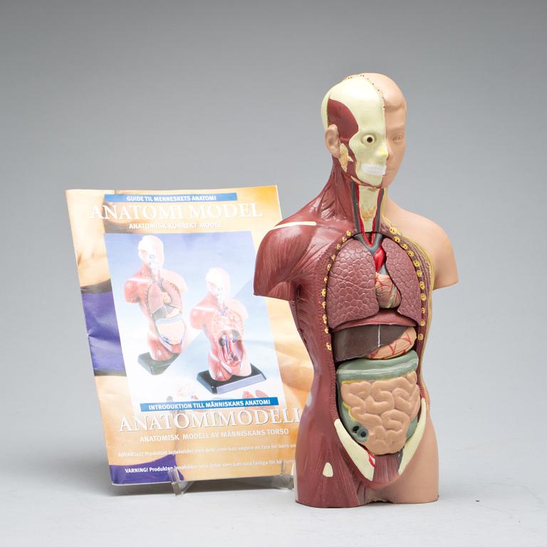 ANATOMISK MODELL. 1900-talets slut. Med guide.
