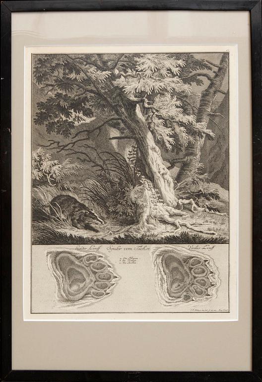 Johann Elias Ridinger, six copper engravings, Germany 18th Century.