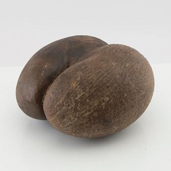 Dubbelkokosnöt, så kallad Coco de Mer, Lodoicea maldivica.