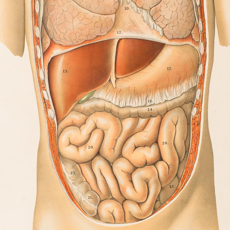 ANATOMISK PLANSCH 1900-talets början.