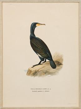 Ten prints from M and W von Wrights book "Svenska fåglar", printed at A. Börtzells in Stockholm, 20th century.