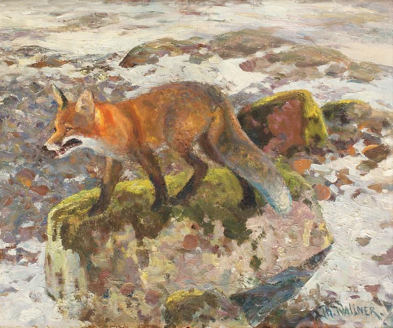 Thure Wallner, Fox.